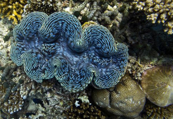 Gill Breathing Animals - 4. Giant clam (Tridacna gigas)