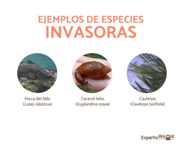 Invasive arter - Definisjon, eksempler og konsekvenser - Eksempler på invasive arter