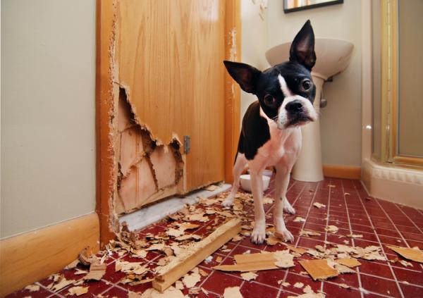 Hunden min spiser papir - Årsaker, konsekvenser og løsninger - Hvorfor spiser hunden min papir?