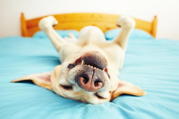 5 morsomme ting hunder gjør - 2. Sov på ryggen