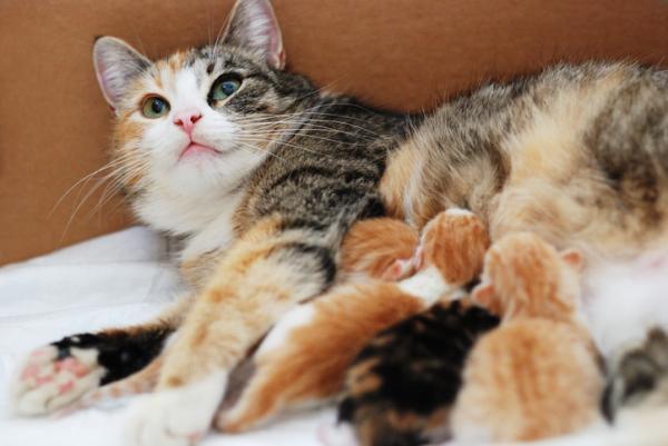 Blodgrupper hos katter - Typer og hvordan man kan vite - Feline neonatal isoytytrolyse