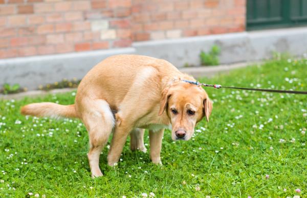 Hemorroider hos hunder - symptomer og behandling - Har hunder hemorroider?