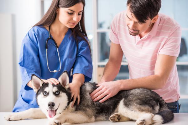 Hemorroider hos hunder - symptomer og behandling - Hvordan behandle hemorroider hos en hund?