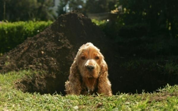 Hvordan forhindre at hunden lager hull i hagen?  - Hvorfor rømmer hunder?