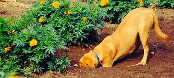 Hvordan forhindre at hunden lager hull i hagen?  - Alternativ for hunder som trenger å grave