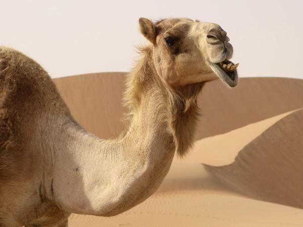 Hvordan kameler overlever i ørkenen - hvor mye en kamel kan tåle uten å drikke