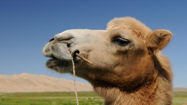 Hvordan kameler overlever i ørkenen - andre rariteter som hjelper kamel å overleve i ørkenen