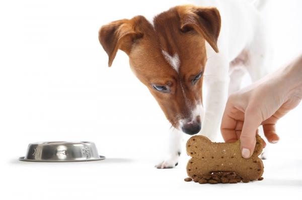Hvorfor knurrer hunden min av meg når han spiser?  - Hva skal vi gjøre når hunden vår knurrer av oss mens vi spiser?