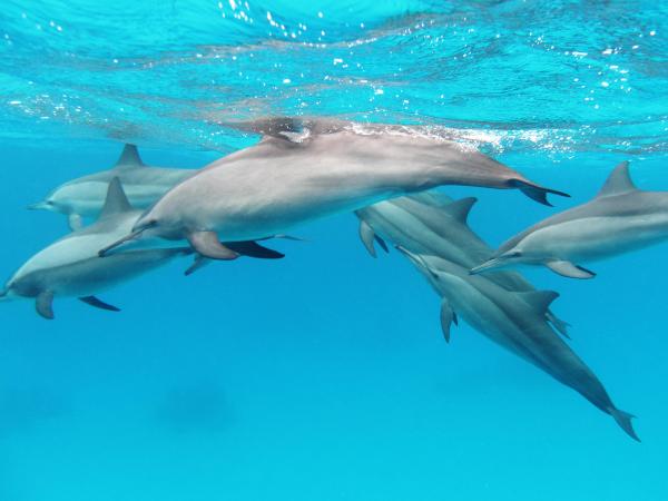 Kommunikasjon av delfiner - Delfinspråk