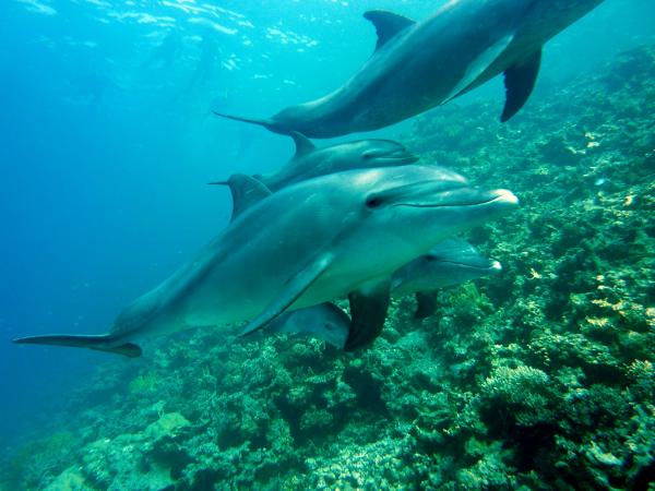 Delfinkommunikasjon - Ekkolokalisering av delfiner