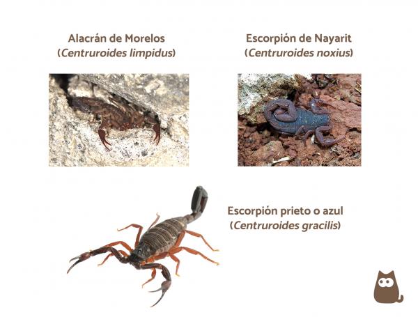 De 15 mest giftige skorpionene i verden - De mest giftige skorpionene i Mexico