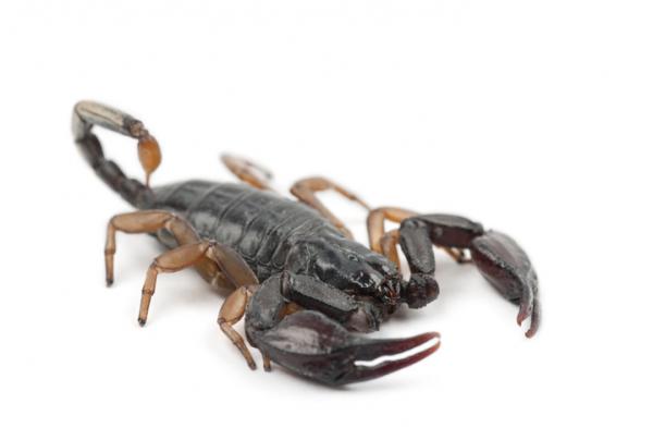 De 15 mest giftige skorpionene i verden - De mest giftige skorpionene i Spania