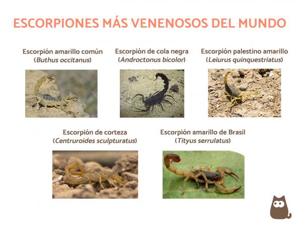 De 15 mest giftige skorpionene i verden - De mest giftige skorpionene i verden