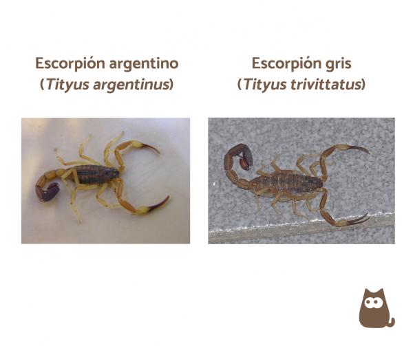 De 15 mest giftige skorpionene i verden - De mest giftige skorpionene i Argentina