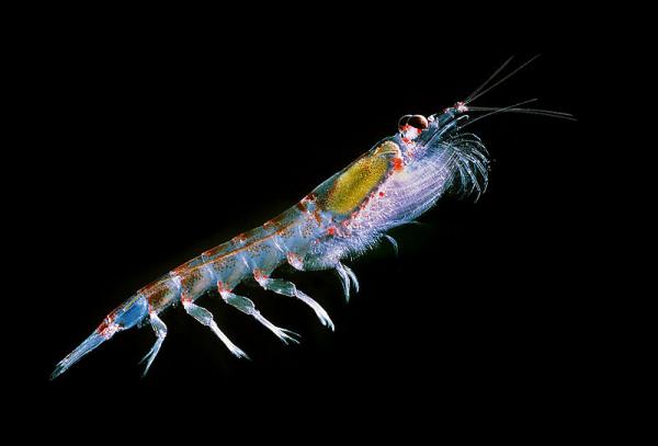 7 dyr som lyser i mørket - 5. Antarctic Krill