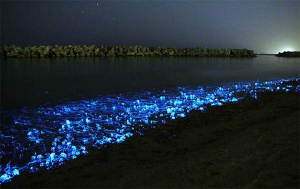 7 dyr som lyser i mørket - 4. Firefly Squid 