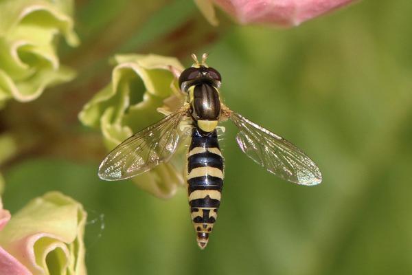De vakreste insektene i verden - De vakreste flygende insektene i verden