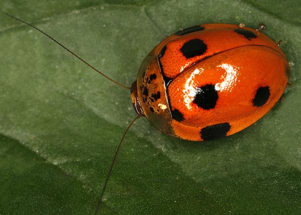 De vakreste insektene i verden - De vakreste flygeløse insektene i verden