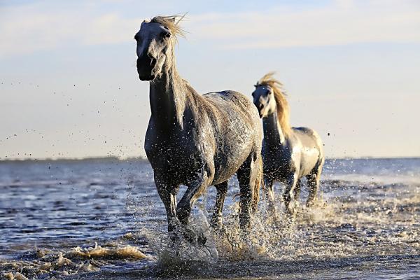 De 10 mest intelligente dyrene i verden - 7. Hesten