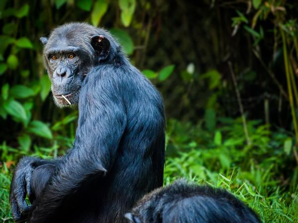 De 10 mest intelligente dyrene i verden - 10. Sjimpansen