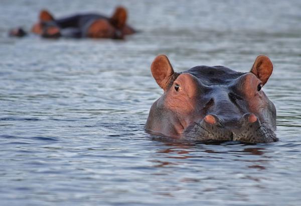 De mest eksotiske dyrene i Afrika - 2. Flodhest