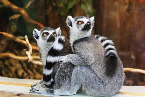 De mest eksotiske dyrene i Afrika - 8. Ringhalet lemur