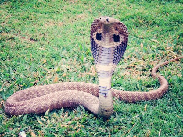 De mest eksotiske dyrene i Afrika - 7. Cobra