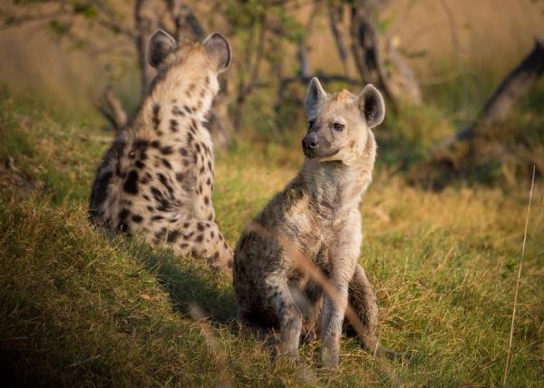 De mest eksotiske dyrene i Afrika - 3. Hyena