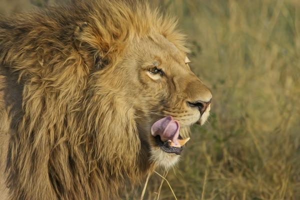 De mest eksotiske dyrene i Afrika - 1. Løve