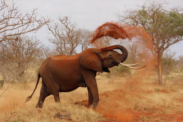 De mest eksotiske dyrene i Afrika - 5. Elefant