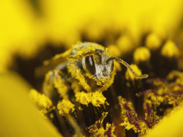 Kuriositeter av bier - Nysgjerrigheter om fôring av bier