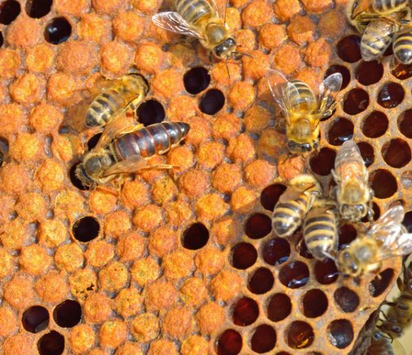 Kuriositeter av bier - Nysgjerrigheter om reproduksjon av bier