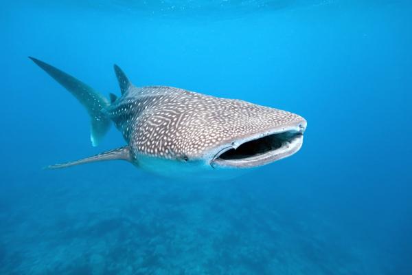 De 10 største haiene i verden - Hvalhai