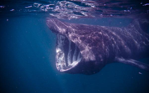 De 10 største haiene i verden - Basking hai
