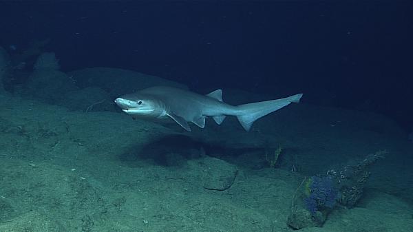 De 10 største haiene i verden - Cabañota hai