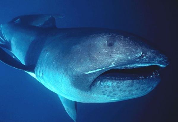De 10 største haiene i verden - Bigmouth Shark