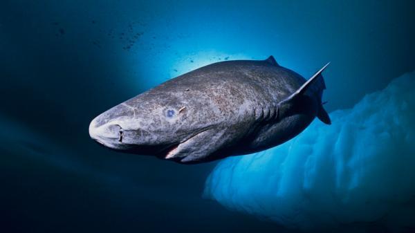 Topp 10 største haier i verden - Greenland Shark