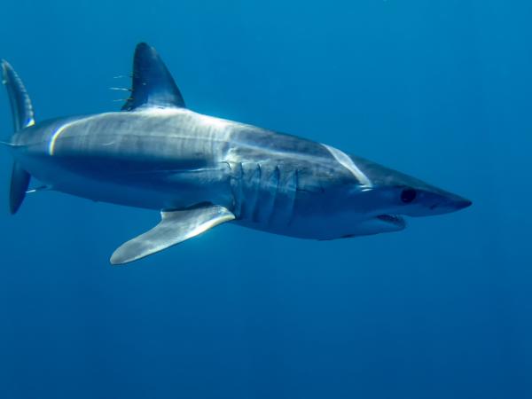 De 10 største haiene i verden - Mako hai 