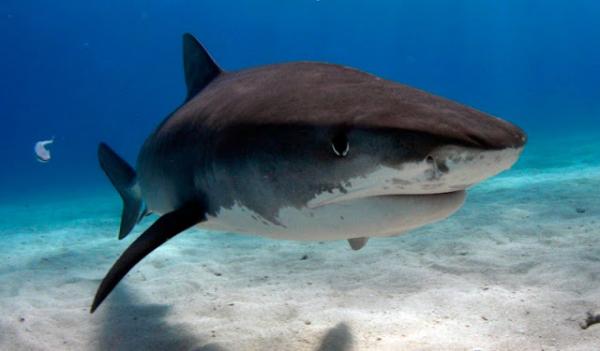 Topp 10 største haier i verden - Pacific Sleeper Shark