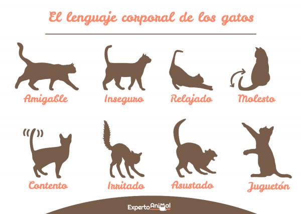 Kattens kroppsspråk - Kattestillinger og deres betydning