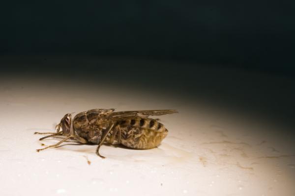 Bittende insekter - Typer og egenskaper - Tsetse flue