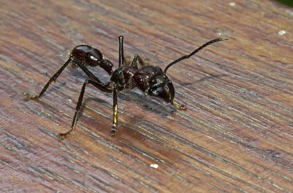 Stikkende insekter - Typer og egenskaper - Bullet Ant 