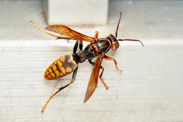 Stikkende insekter - Typer og egenskaper - Asian Giant Hornet