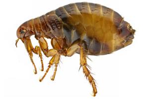 Bittende insekter - Typer og egenskaper - Pestloppe