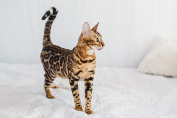 Hva betyr det for en katt å ha halen opp?  - Hale opp som et spørsmålstegn 