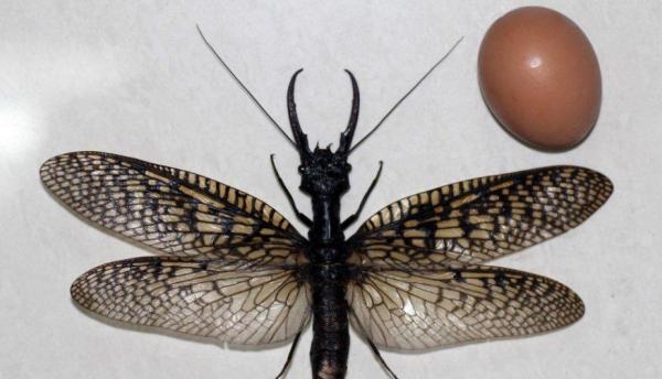 De største insektene i verden - Megaloptera og odonata
