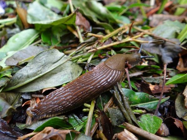 Dyr som lever under jorden - Slugs