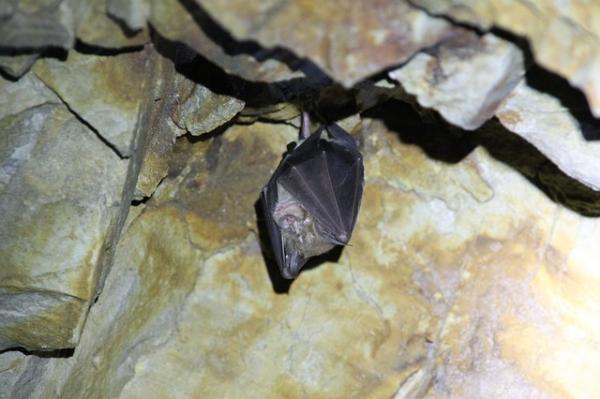 Dyr som lever under jorden - Bat 