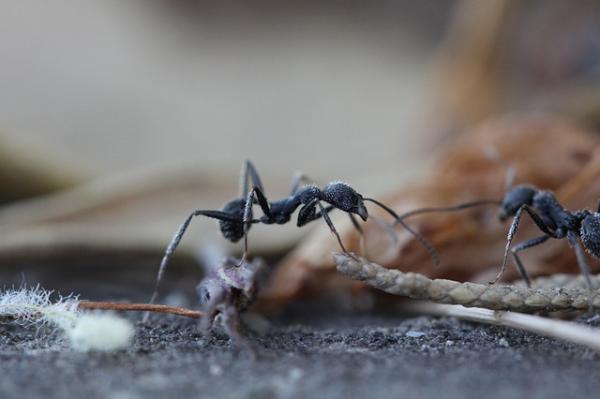 Dyr som lever under jorden - maur