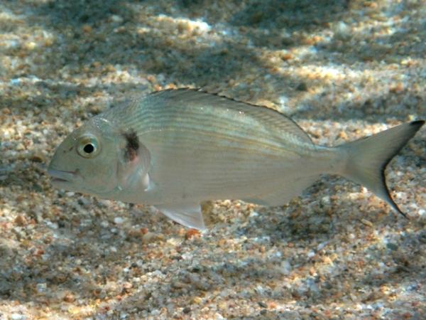 Middelhavs steinbit - Fisken som beiter på steinene